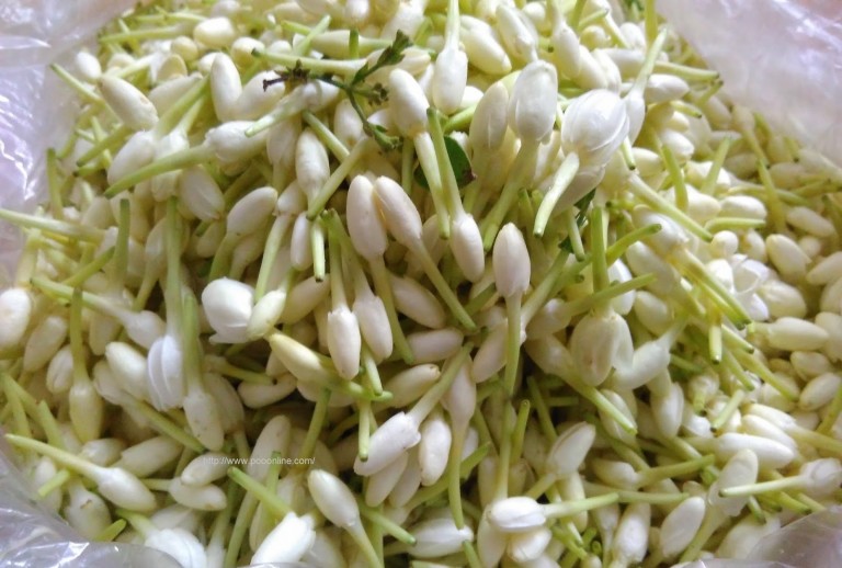 முல்லைப்பூ அரும்பு