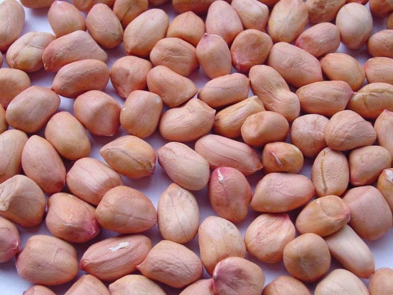 வேர்கடலை