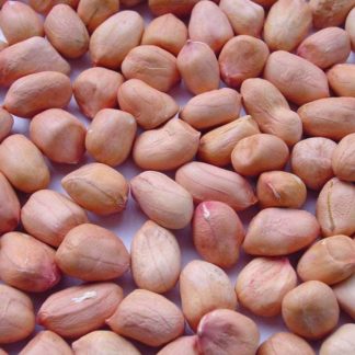 வேர்கடலை