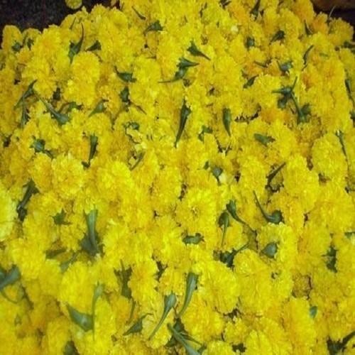 கேந்தி பூ - Image 2