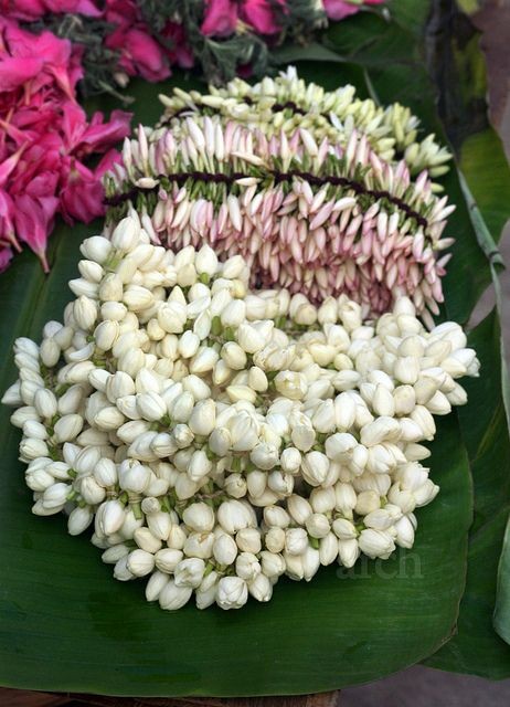 மல்லிகை பூ - Image 5