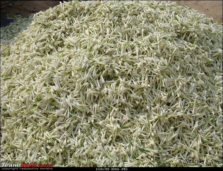 பிச்சி பூ அரும்பு