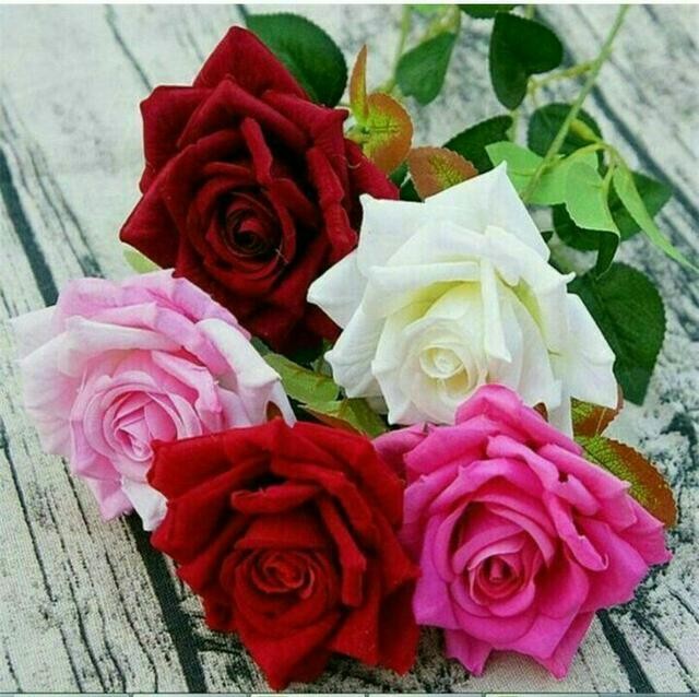 பட்டன் ரோஜா பூ