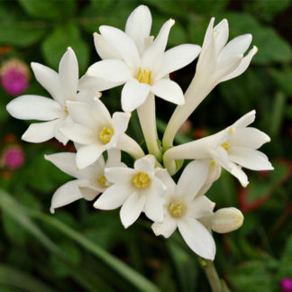 சாமந்திப்பூ