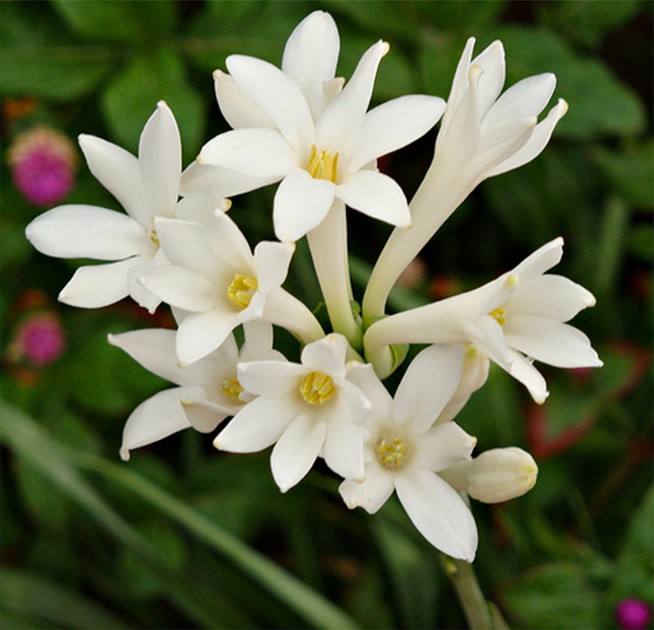 சாமந்திப்பூ